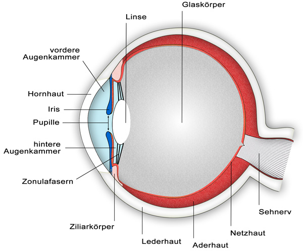 Das Auge